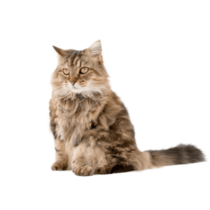 Le guide du chat - Ragamuffin