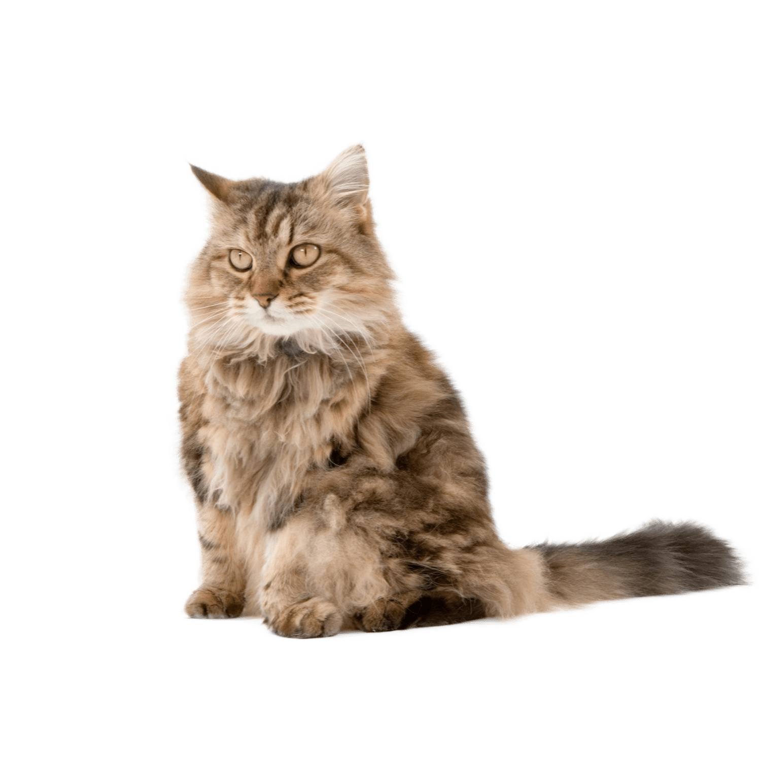 Le guide du chat - Ragamuffin - 