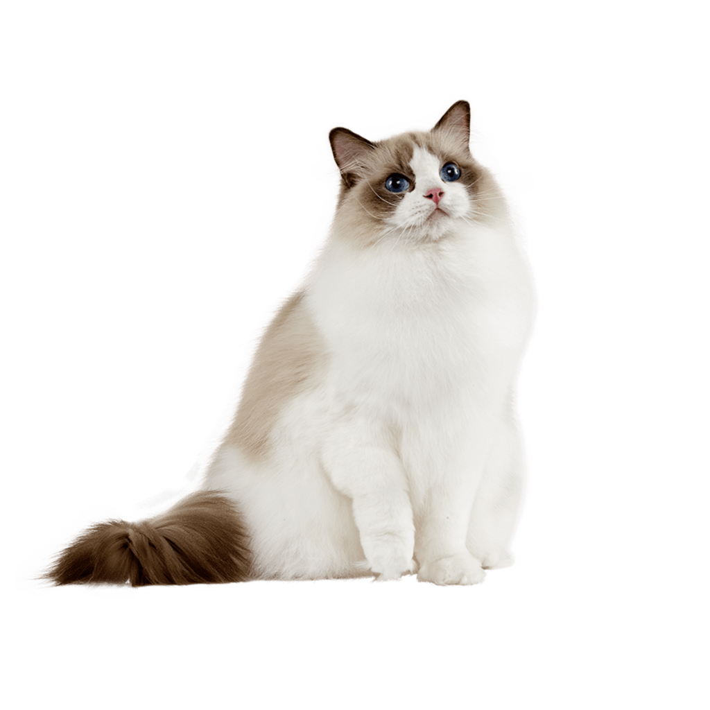 Le Guide du Chat - Ragdoll