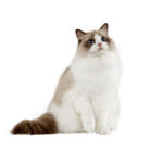 Le Guide du Chat - Ragdoll