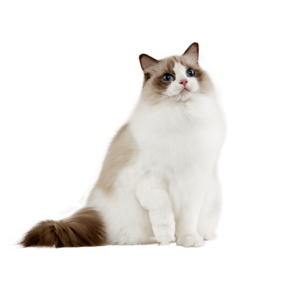 Le guide du chat - Ragdoll