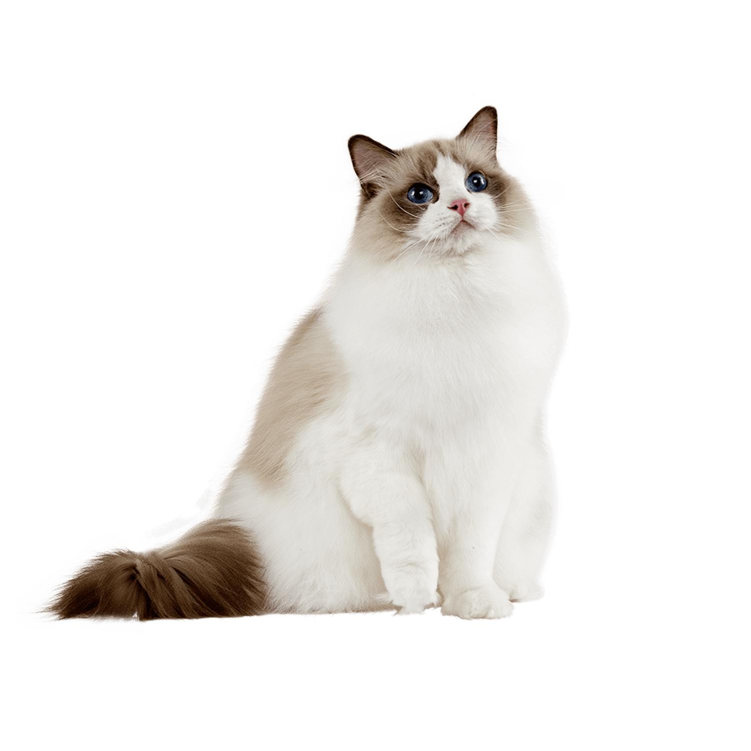 Le guide du chat - Ragdoll - 