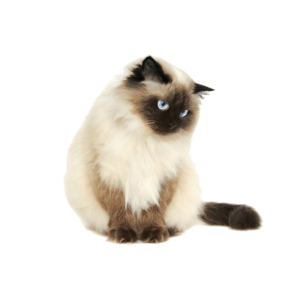 Le guide du chat - Sacré de Birmanie