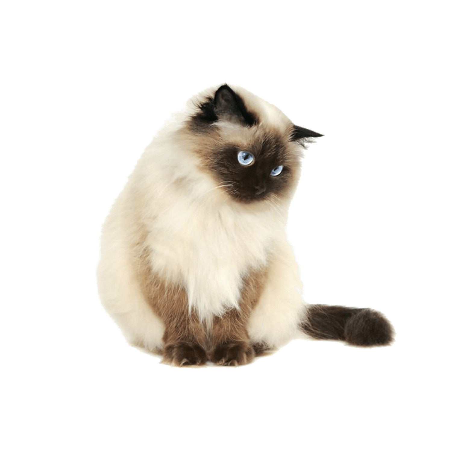 Le guide du chat - Sacré de Birmanie - 