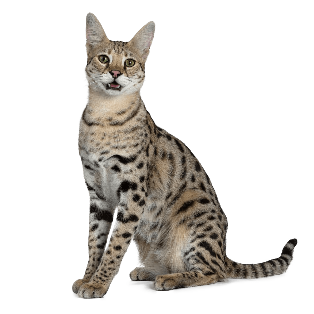 Le Guide du Chat - Savannah