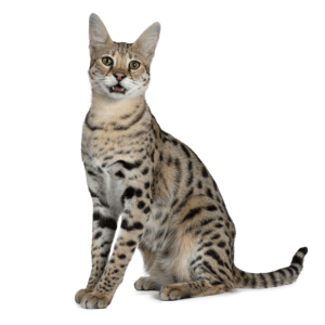 Le guide du chat - Savannah