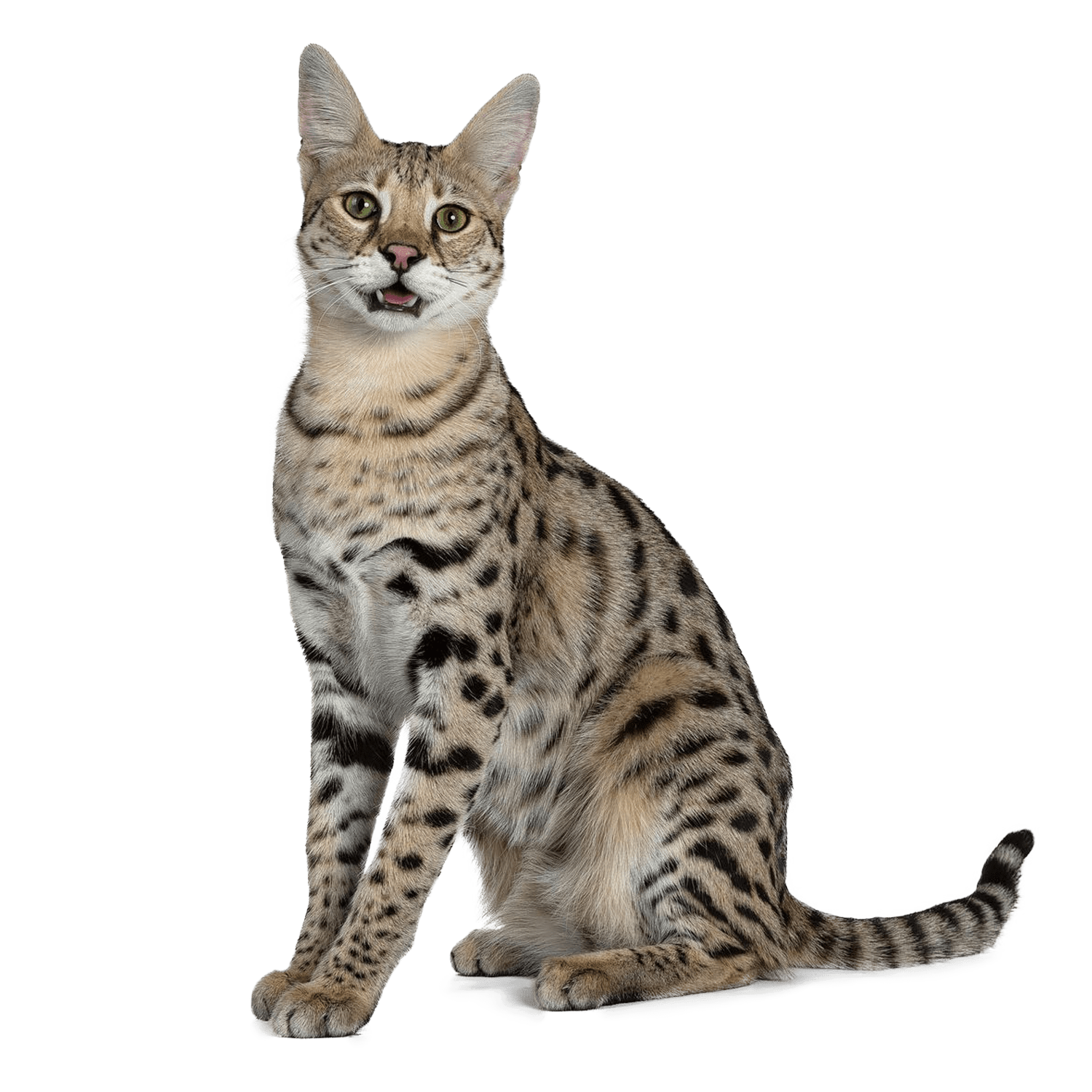 Le guide du chat - Savannah - 