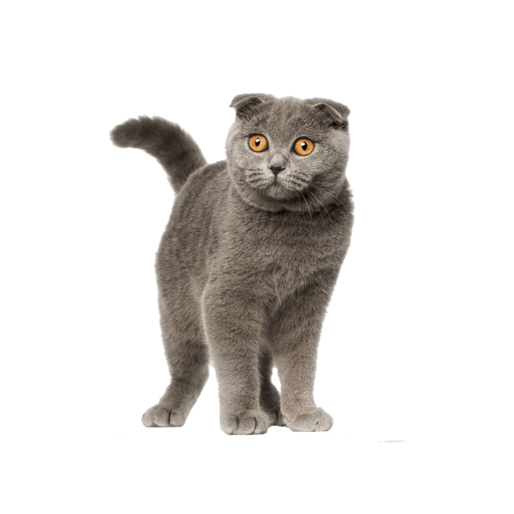 Le Guide du Chat - Scottish Fold