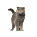 Le Guide du Chat - Scottish Fold