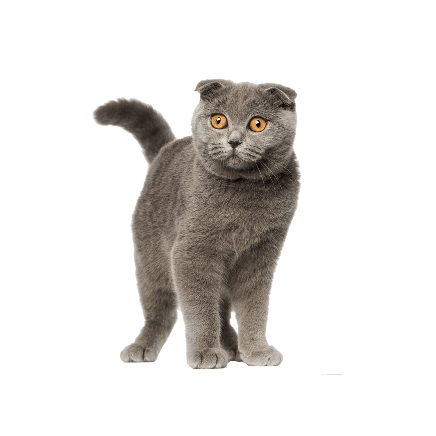 Le guide du chat - Scottish Fold - 