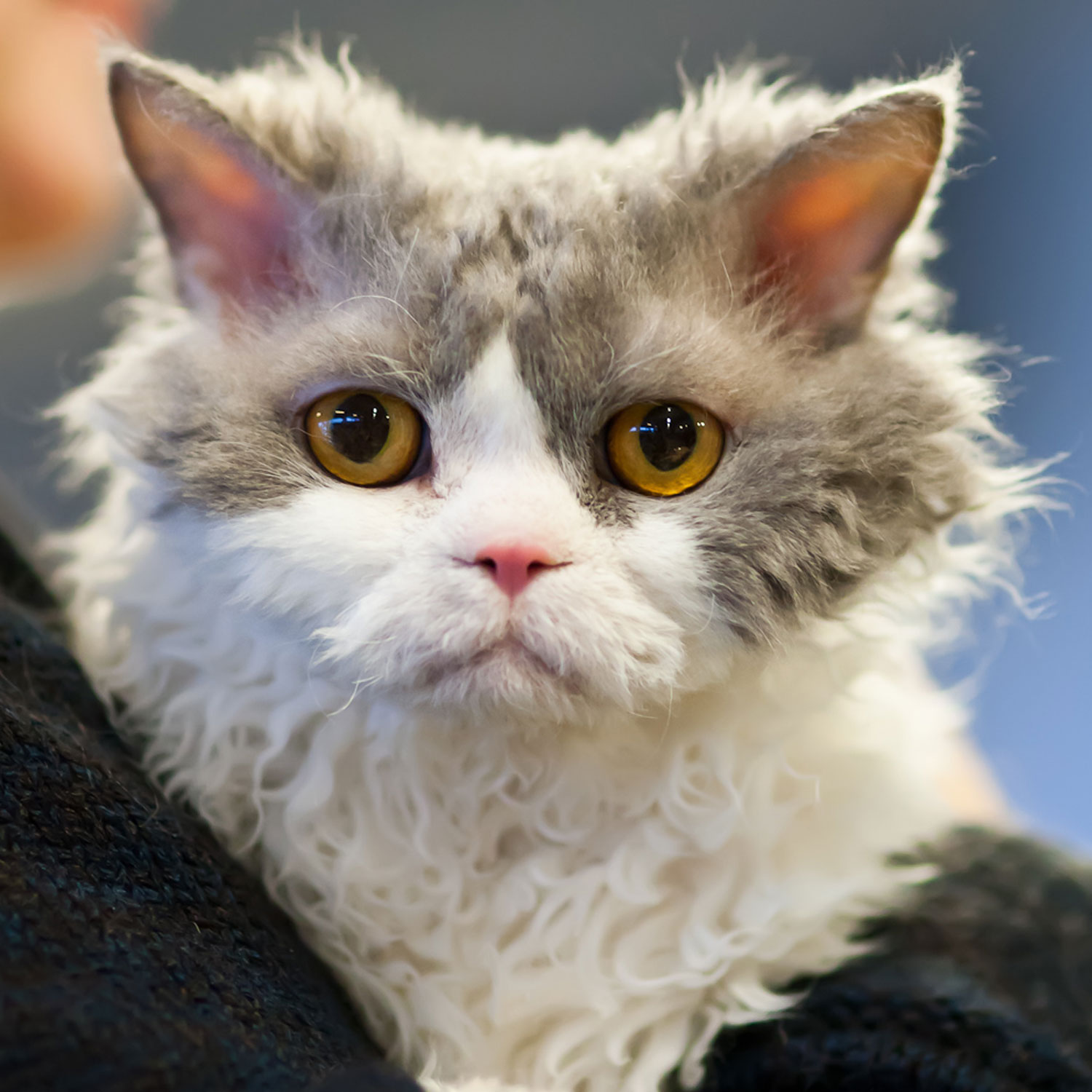 Le guide du chat - Selkirk Rex Longhair - Selkirk Rex Longhair