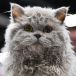 Le Guide du Chat - Selkirk Rex Longhair