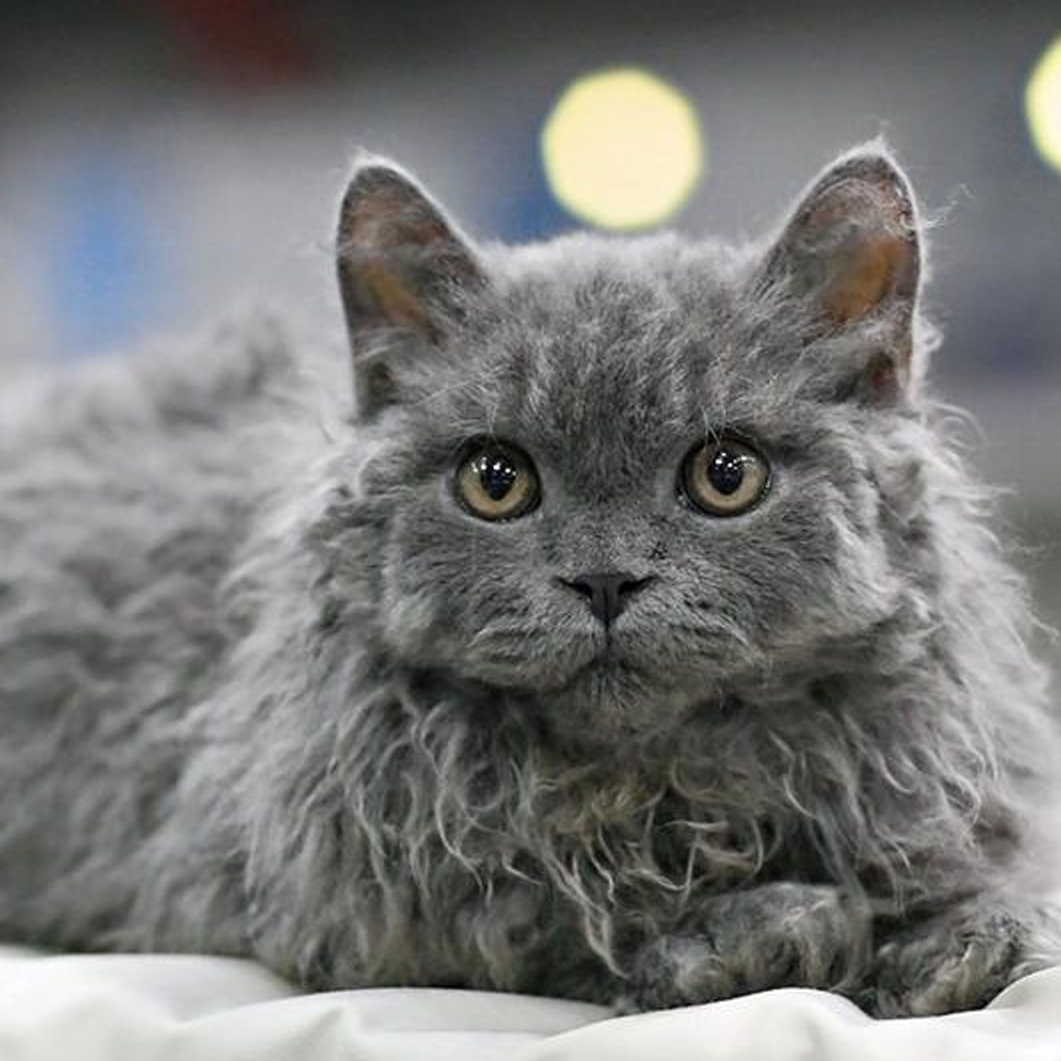 Le guide du chat - Selkirk Rex Longhair - Selkirk Rex Longhair