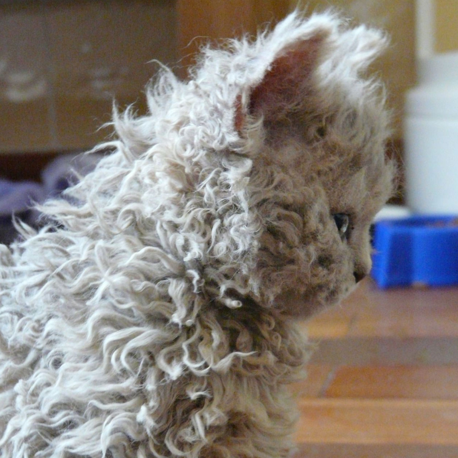Le guide du chat - Selkirk Rex Longhair - Chaton Selkirk Rex Longhair