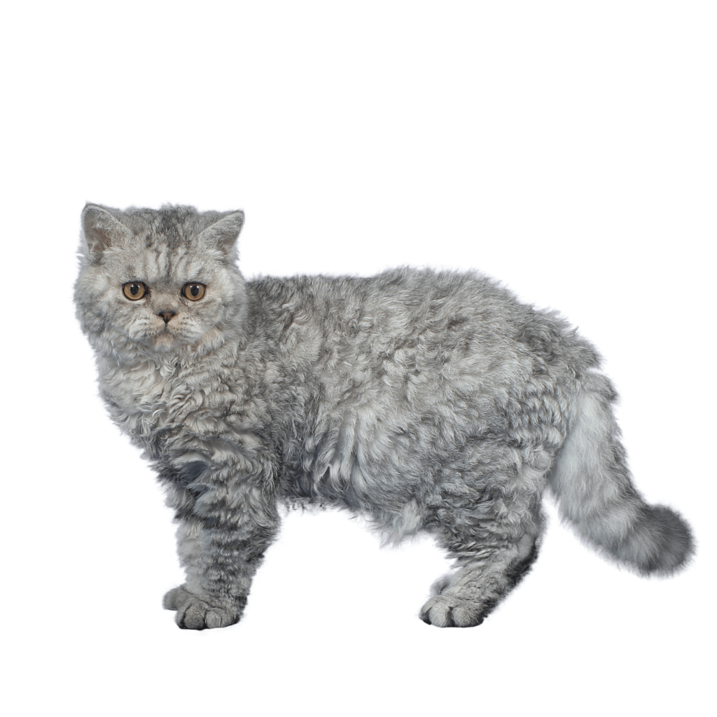 Le Guide du Chat - Selkirk Rex Shorthair