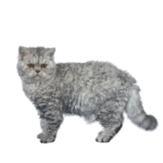 Le Guide du Chat - Selkirk Rex Shorthair