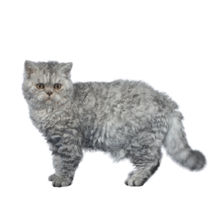 Le guide du chat - Selkirk Rex Shorthair