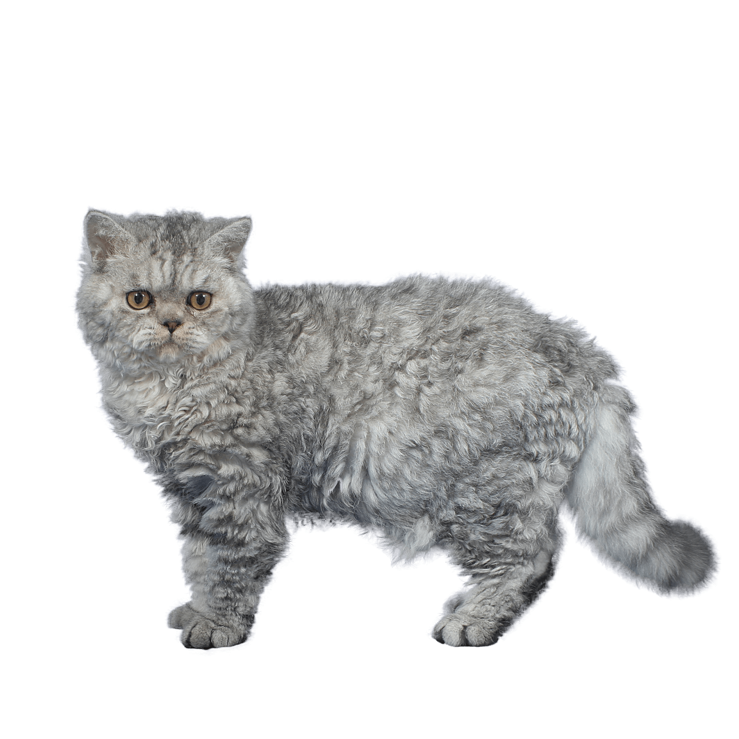 Le guide du chat - Selkirk Rex Shorthair - Selkirk Rex Shorthair