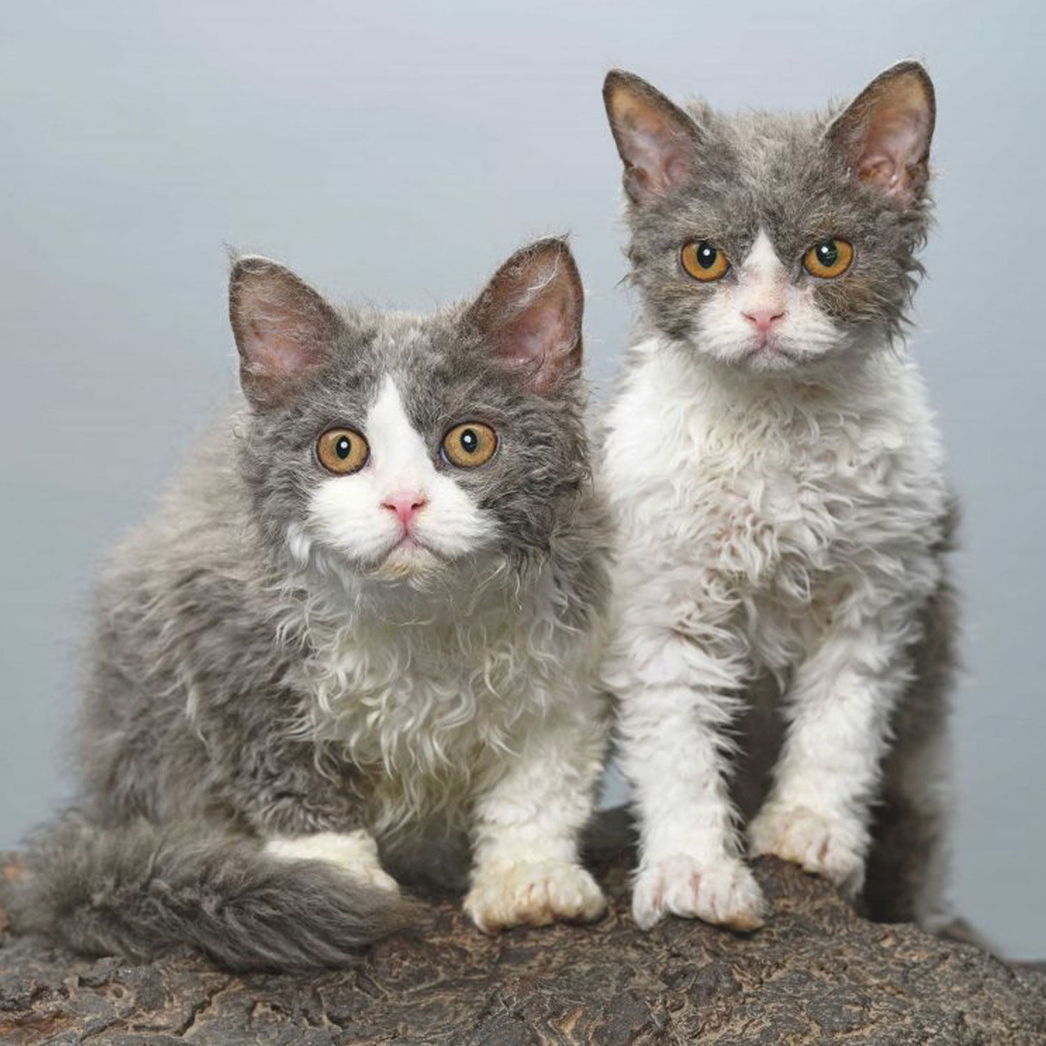 Le guide du chat - Selkirk Rex Shorthair - Chatons Selkirk Rex Shorthair