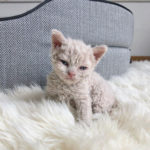 Le Guide du Chat - Selkirk Rex Shorthair