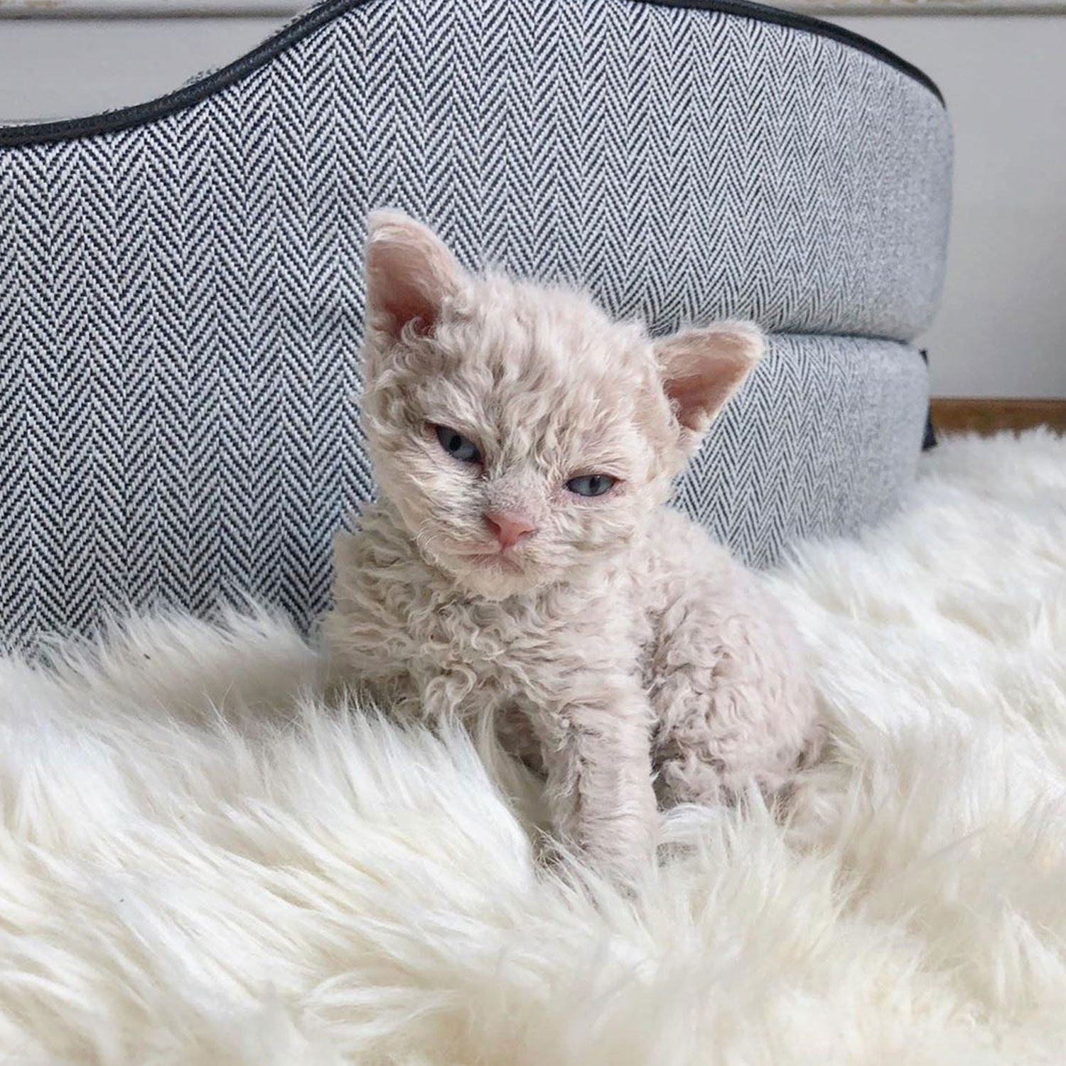 Le guide du chat - Selkirk Rex Shorthair - Chaton Selkirk Rex Shorthair