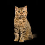 Le Guide du Chat - Selkirk Rex Shorthair