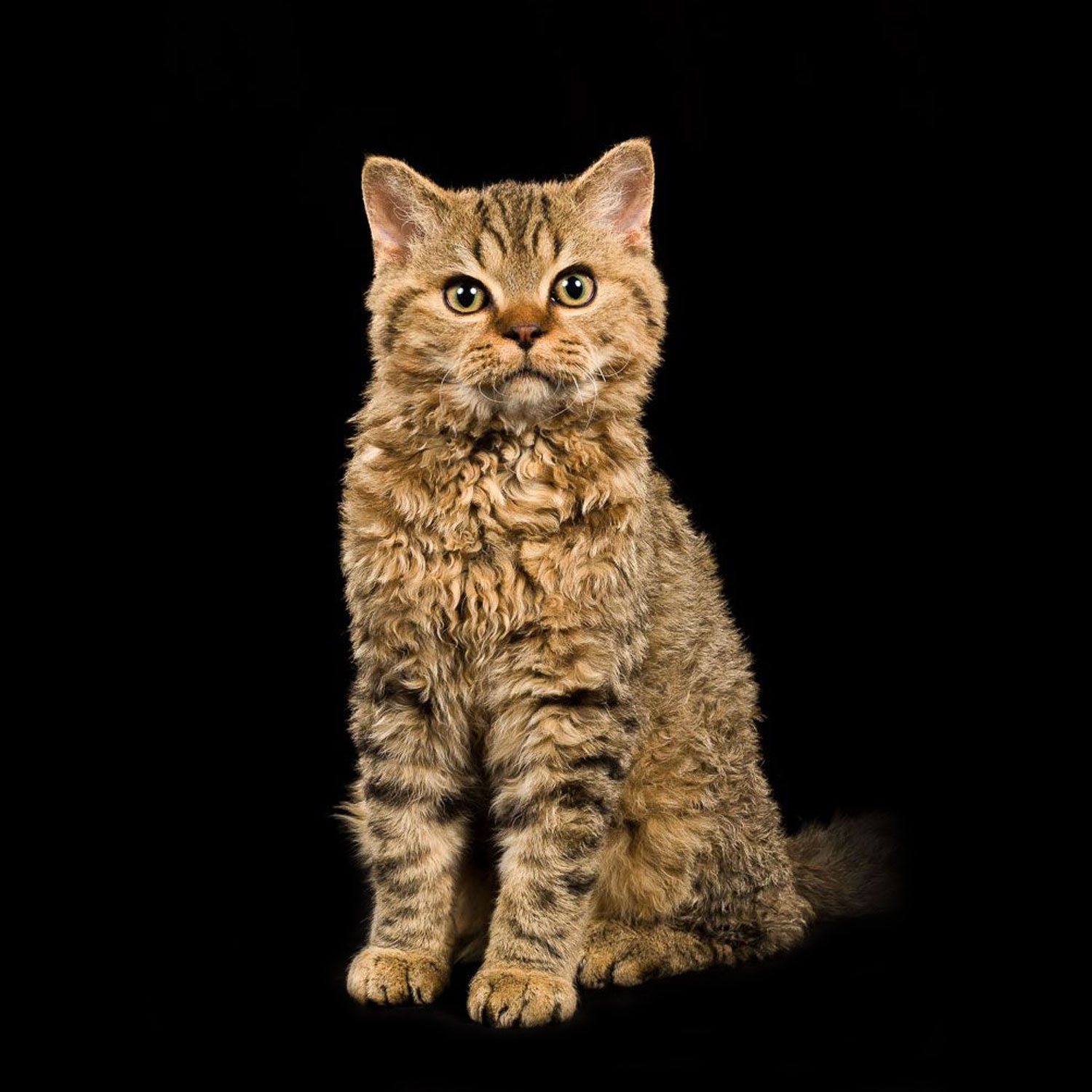 Le guide du chat - Selkirk Rex Shorthair - Selkirk Rex Shorthair