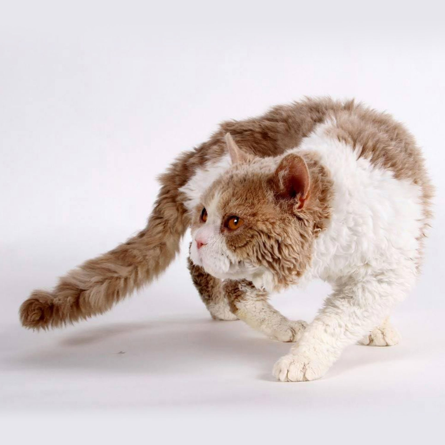 Le guide du chat - Selkirk Rex Shorthair - Selkirk Rex Shorthair