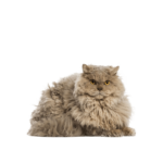 Le Guide du Chat - Selkirk Rex Longhair