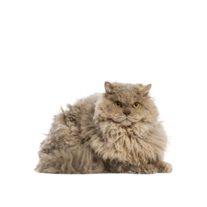 Le guide du chat - Selkirk Rex Longhair