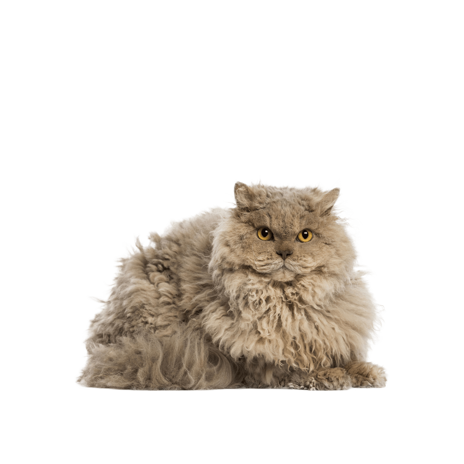 Le guide du chat - Selkirk Rex Longhair - Selkirk Rex Longhair