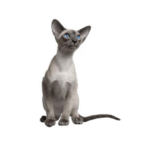 Le guide du chat - Siamois