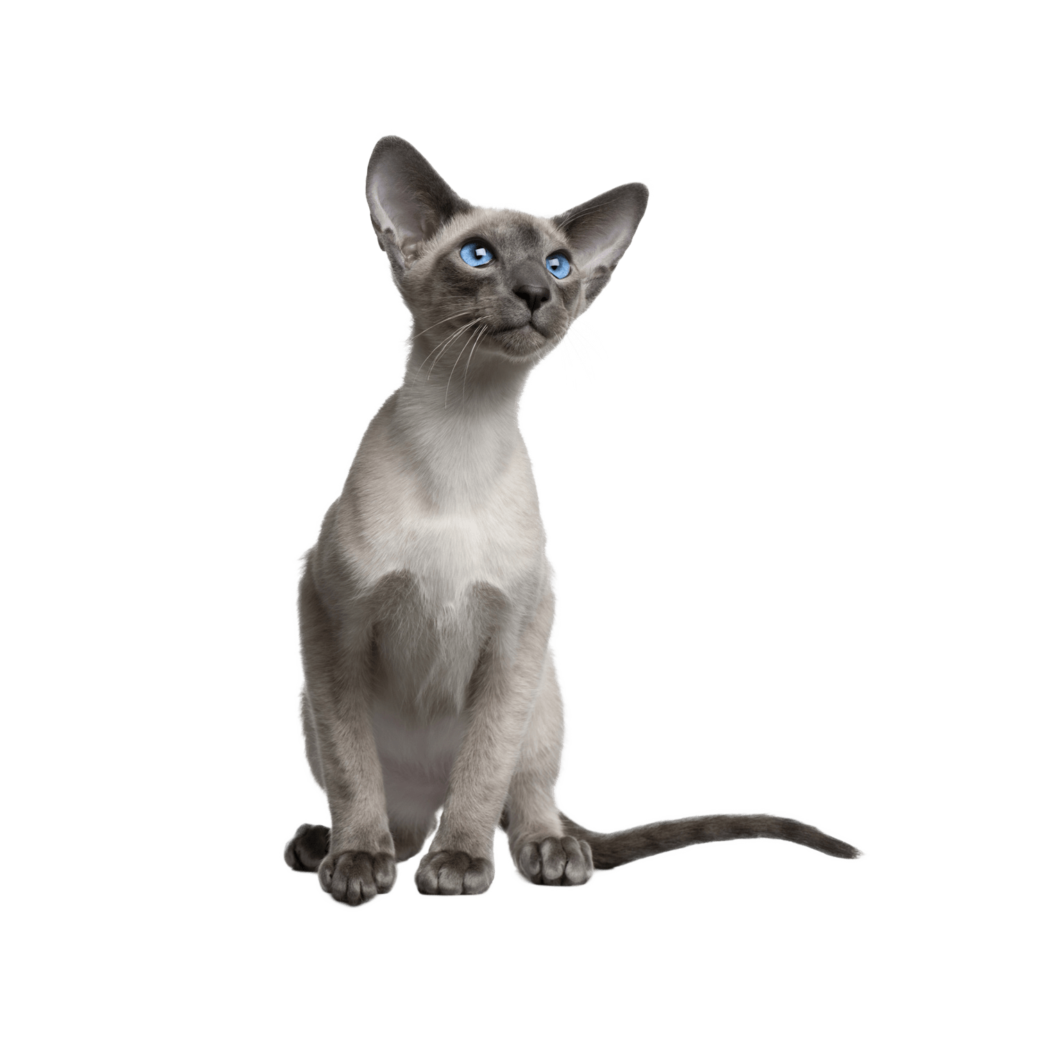 Le guide du chat - Siamois - 