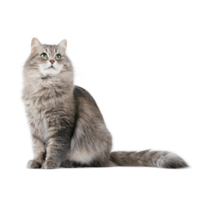 Le guide du chat - Sibérien