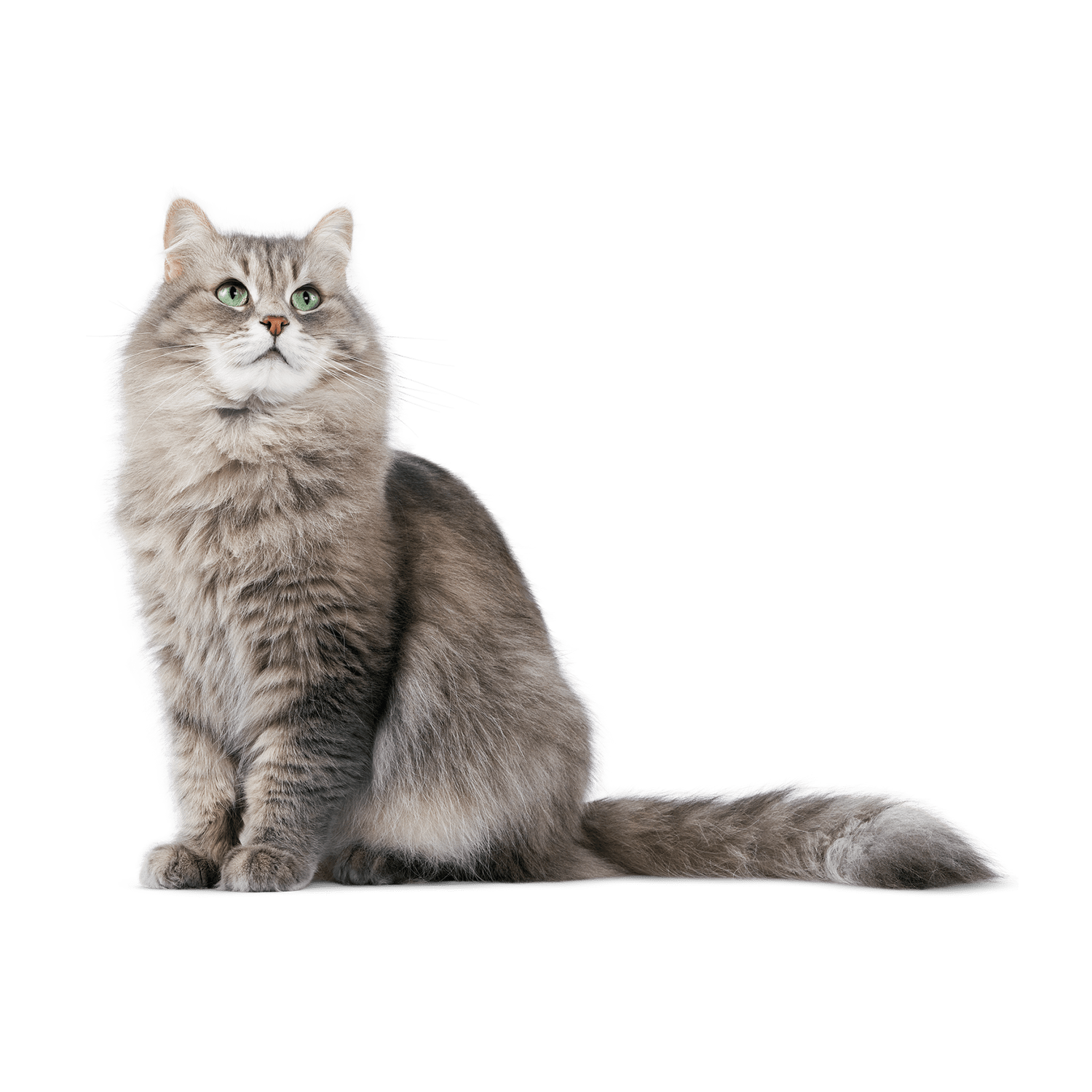 Le guide du chat - Sibérien - 