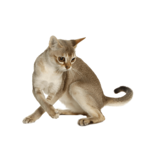 Le guide du chat - Singapura