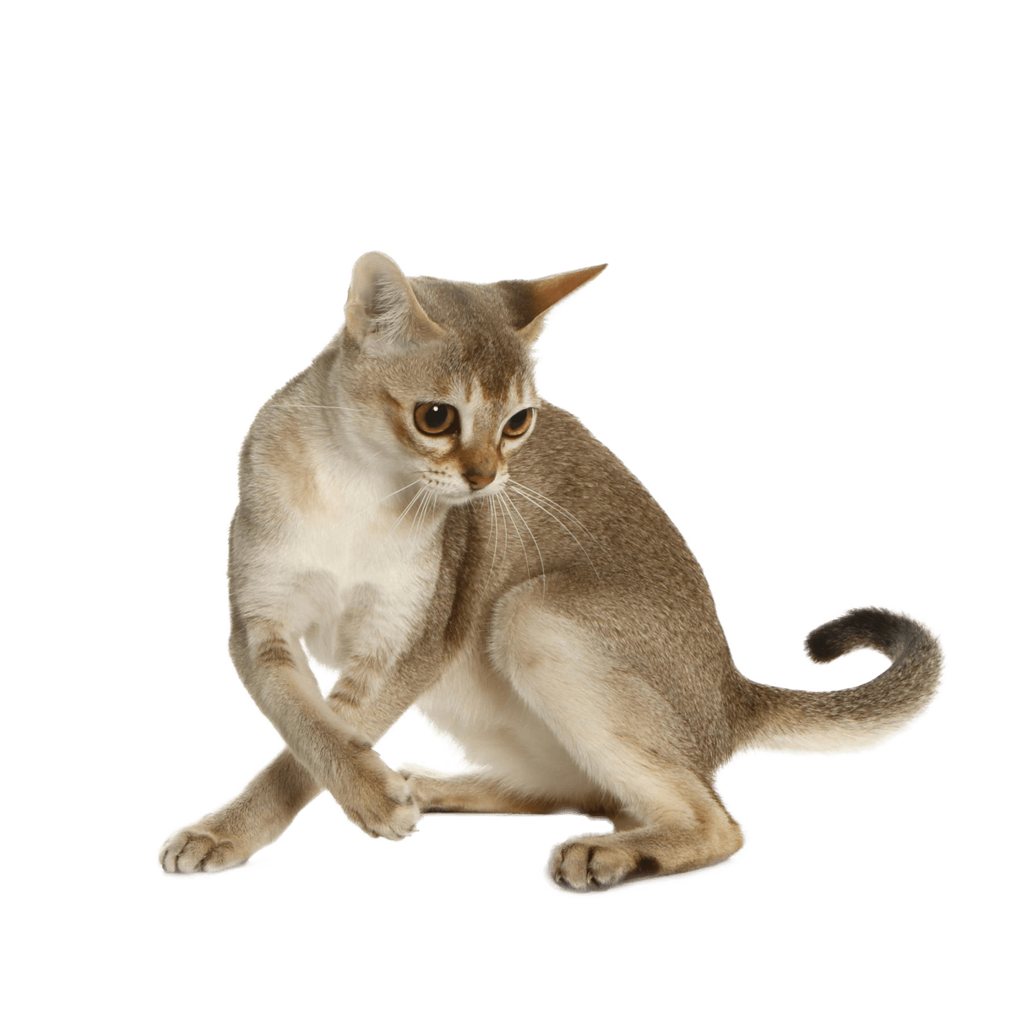 Le guide du chat - Singapura - 