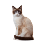 Le Guide du Chat - Snowshoe