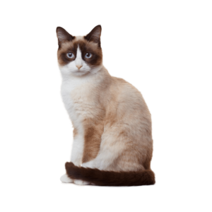 Le guide du chat - Snowshoe