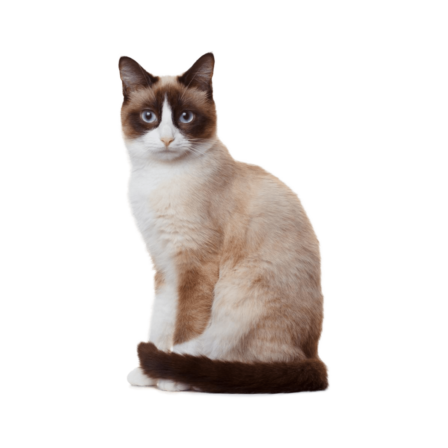 Le guide du chat - Snowshoe - 