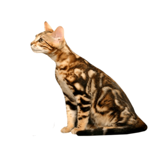 Le guide du chat - Sokoke