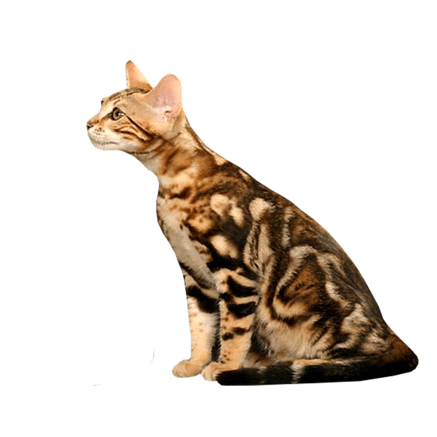 Le guide du chat - Sokoke - 