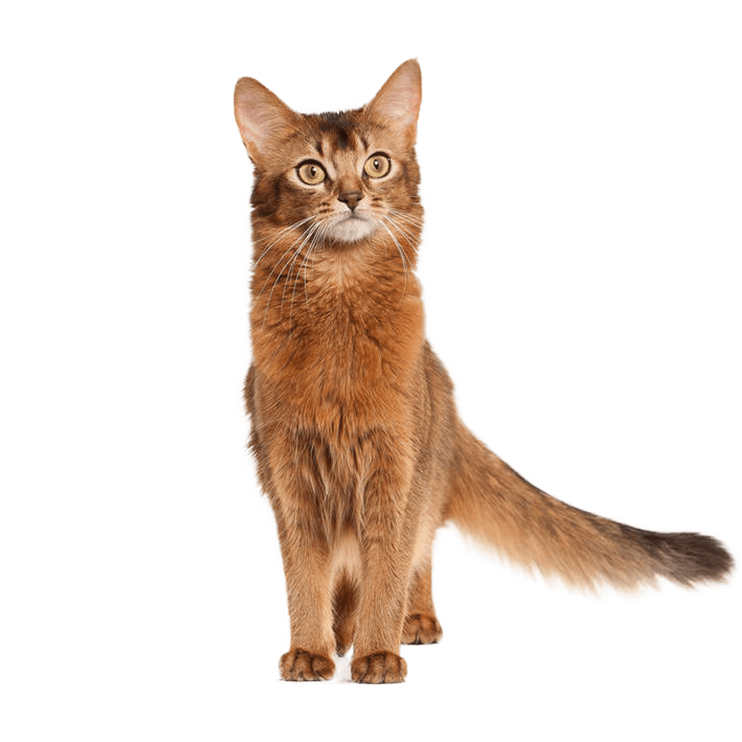 Le guide du chat - Somali - 