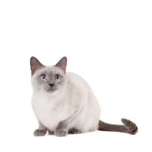 Le guide du chat - Thaï