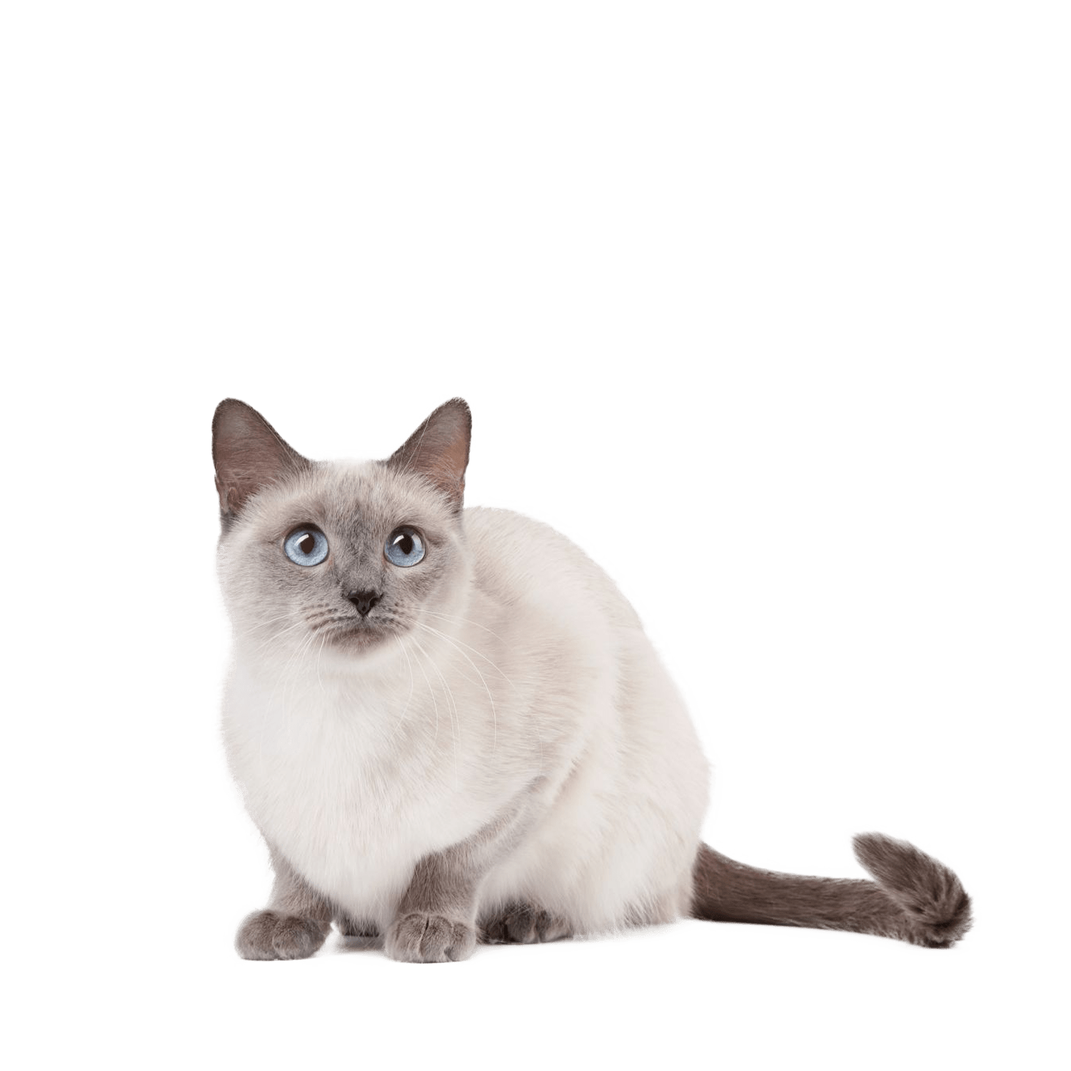 Le guide du chat - Thaï - 