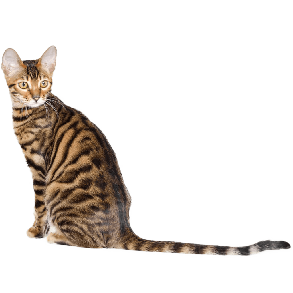 Le Guide du Chat - Toyger