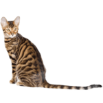 Le Guide du Chat - Toyger