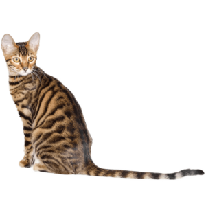 Le guide du chat - Toyger