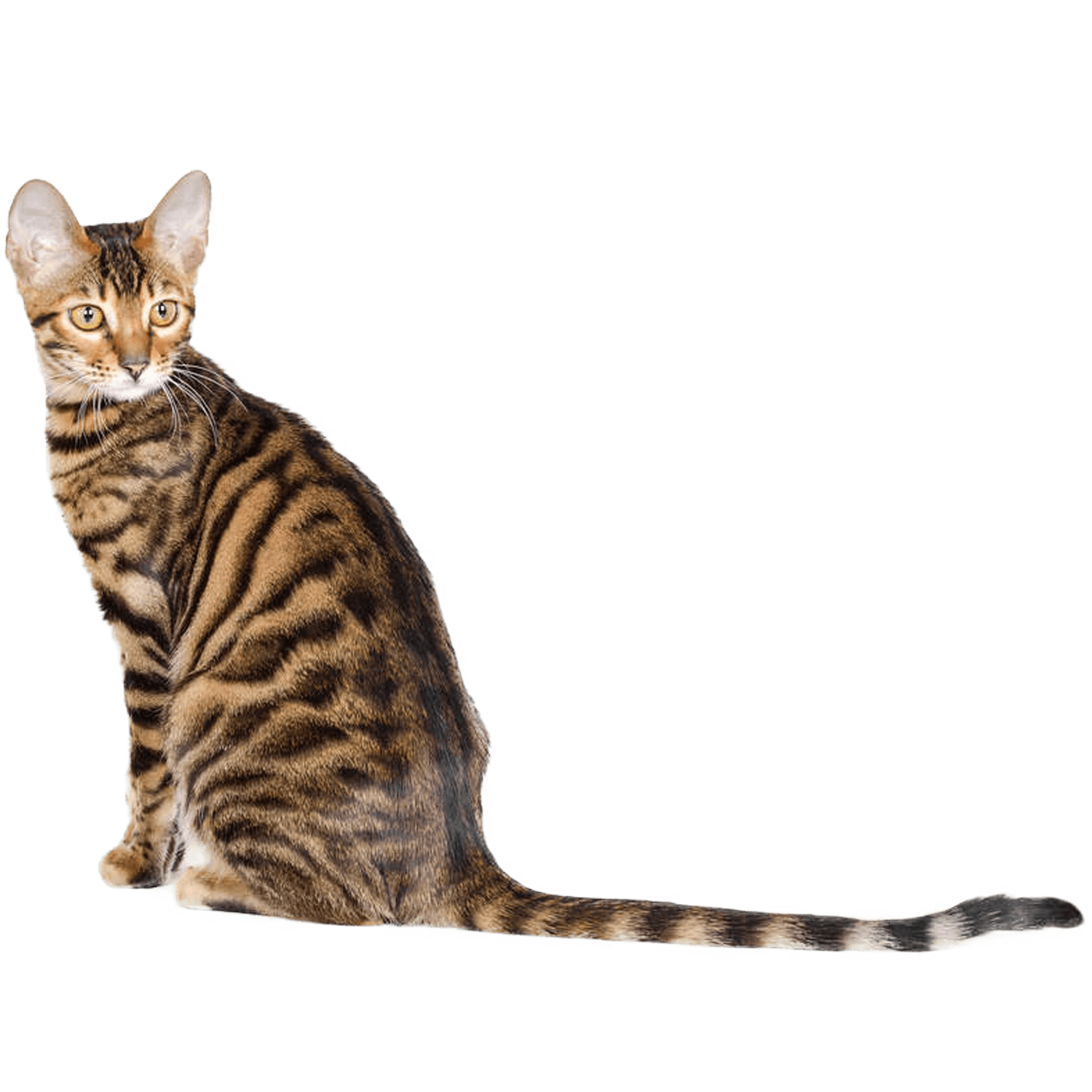 Le guide du chat - Toyger - 