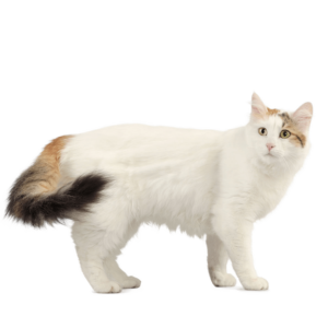 Le guide du chat - Turc de Van